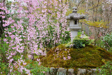 Fototapeta na wymiar Sakura in Japanese garden