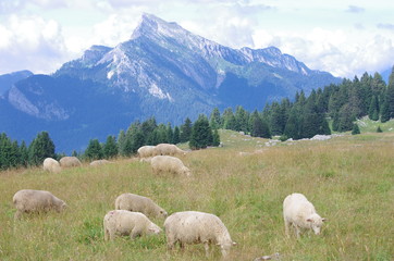 Obraz premium moutons à l'alpage - chartreuse