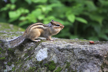 Wild chipmunk with full cheeks crawling for nuts.