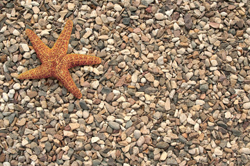 Starfish on the beach