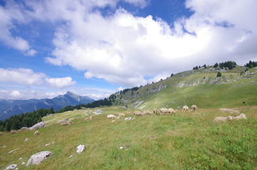 Fototapeta na wymiar moutons à l'alpage - chartreuse
