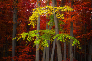 Autumnal forest with red and yellow leaves