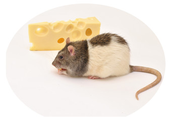 Nice rat like a delicious cheese