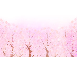 桜　さくら　背景