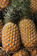 Pineapple(Ananas )is the common name for an edible tropical plan