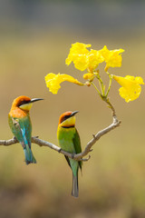Portrait couple of Chestnut-headed Bee-eater