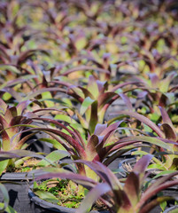 Bromeliad plants in the garden