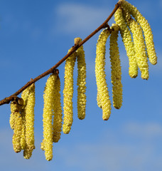 Haselnusskaetzchen, Corylus, avellana,