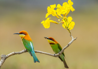 Couple of Chestnut-headed Bee-eater