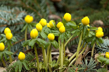 Winterling, Eranthis, hyemalis,