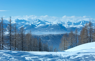 Winter forest near Dachstein mountain massif