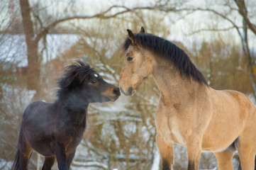 Obraz na płótnie Canvas Horse and pony in love