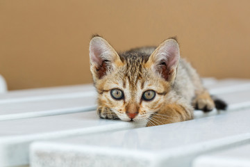 Cute Thai kitten