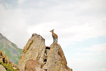 Alpen-Steinbock-Geiss balanciert auf steiler Felsnadel