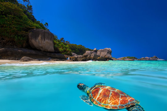 Green Turtle At Similan Islands