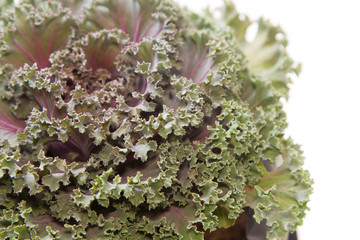 Closeup Ornamental Cabbage