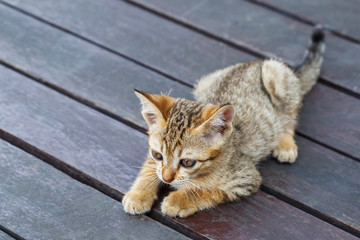 Fototapeta na wymiar Thai kitten