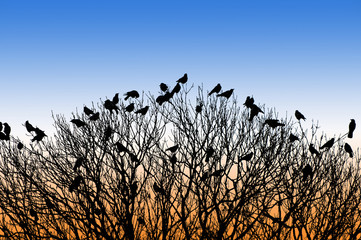 silhouette of many birds on a treetop at sunset - 61431615