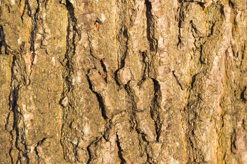 bark background