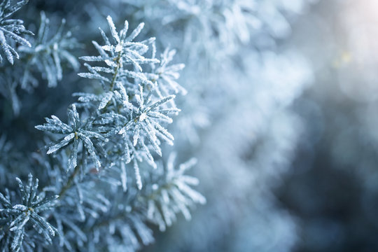 Close up of frosted pine branch with copy space