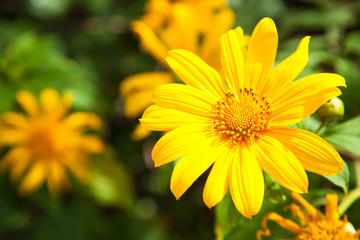 Yellow flowers