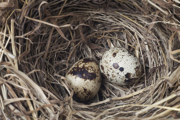 Naklejka na ściany i meble two eggs in a nest