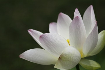 water lilly_002