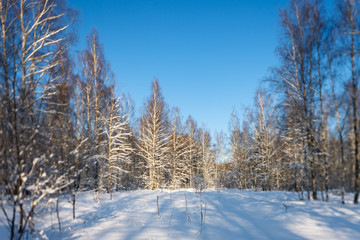 Winter forest