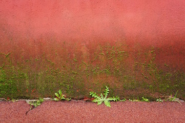 Hintergrund rote Wand mit Bewuchs