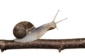 Snail on the branch toil with clipping path