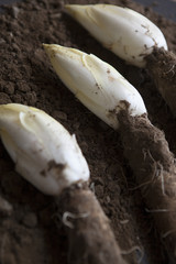 Three harvested endives with root  close up