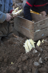 Harvesting endives/chicorei