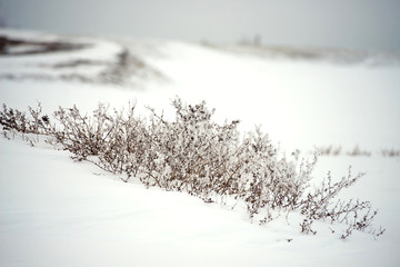 Dry grass in the snow