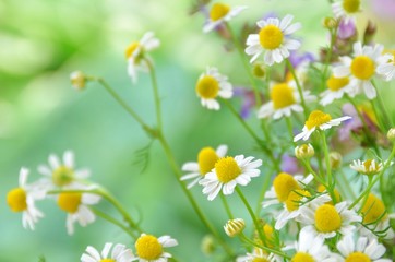 chamomile flowers in garden