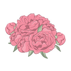 Bouquet of peonies. Vector illustration on white