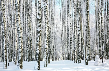 Gardinen Winter forest in sunlight © Elena Kovaleva