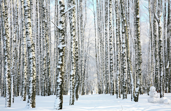 Winter forest in sunlight