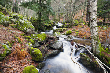 Fototapeta premium Arroyo del Sestil. Sierra de la Morcuera