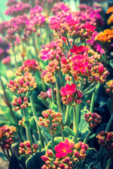 Red flowers blossom.