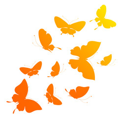 Fototapeta premium butterflies design