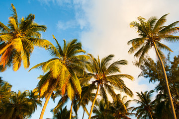 Fototapeta na wymiar Palm trees at sunset in tropical paradise