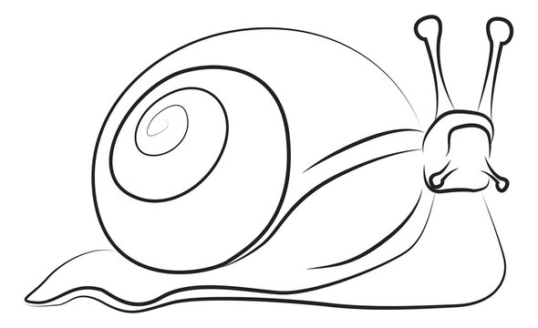 Snail Sketch