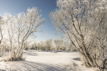 dressed in hoarfrost 4