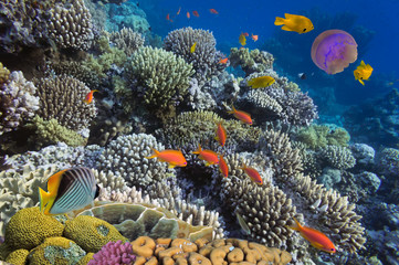 Underwater life of Red sea in Egypt