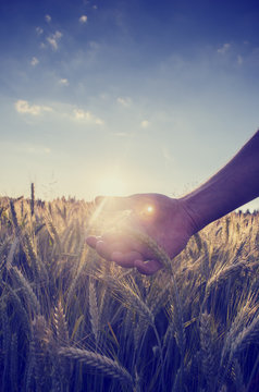 Retro image of a hand cupping the wheat over a field