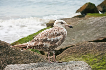 Big Seagull