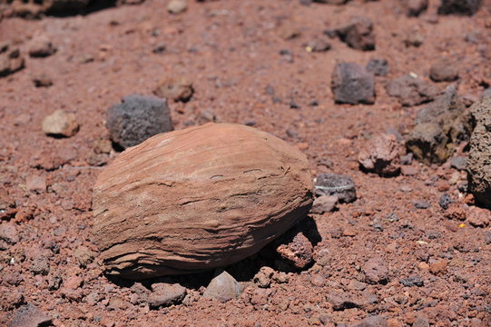 Volcanic Bomb On The Big Island Of Hawaii. 40cm Across.