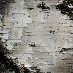 birch bark texture as grunge background
