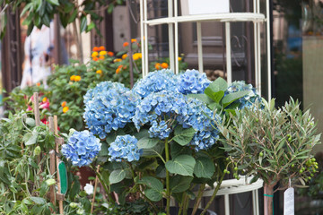 Street show-window of flower shop in Europe