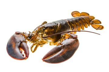 Raw lobster